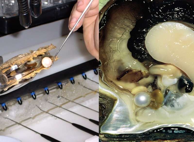 pearl harvesting in Australia
